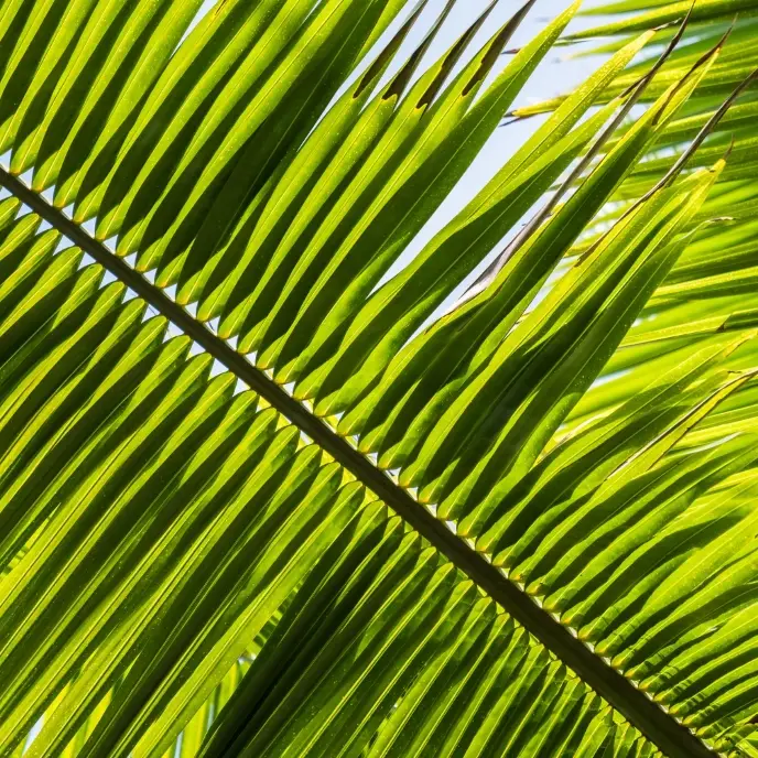 Grass