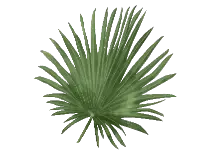 Saw Palmetto
