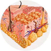 Zoomed Skin Illustration