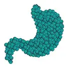 Digestive Enzymes