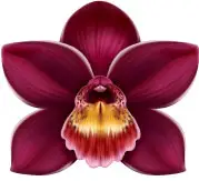 caralluma