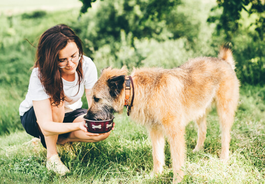 Old dog eating from a bowl with human help