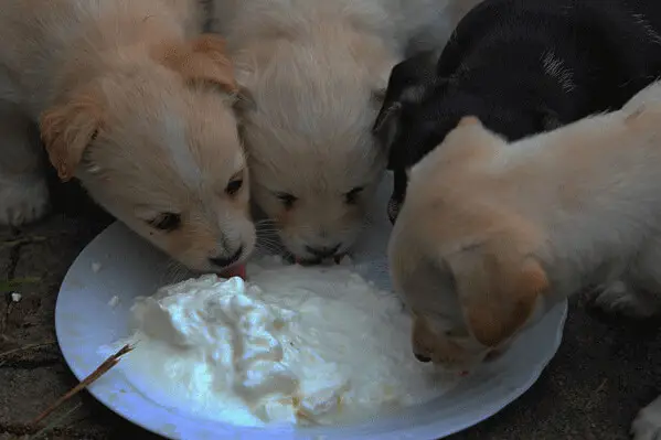 Puppy dogs eating from plate