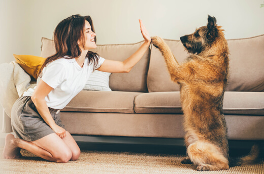 Old dog and woman doing high five