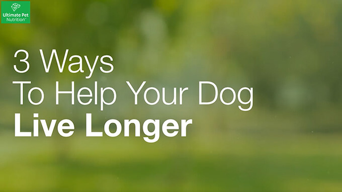 Nutra Thrive 3 Ways To Help Your Dog Live Longer