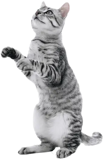 benefits - cat image