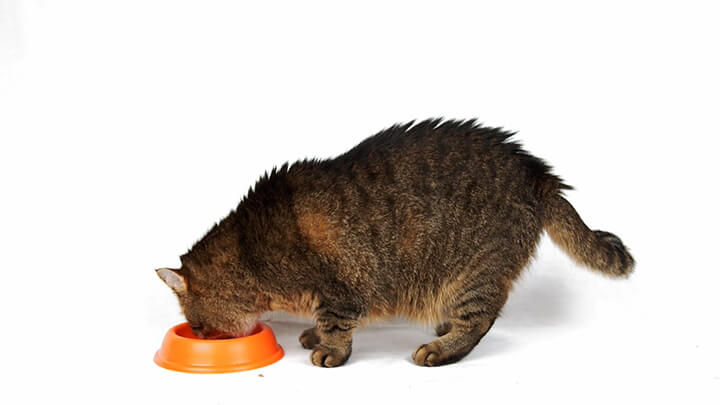 Nutra Thrive Powder Pouring