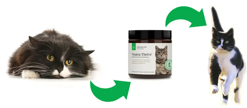 Probiotics effect on cats