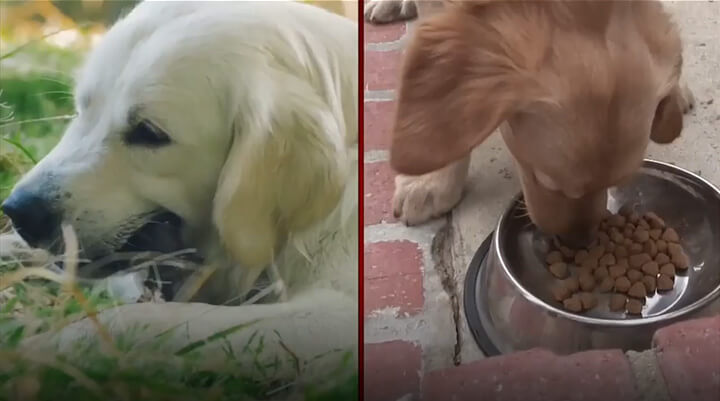 Nutra Thrive Powder Pouring