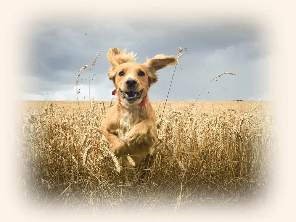 Happy dog running on the fields