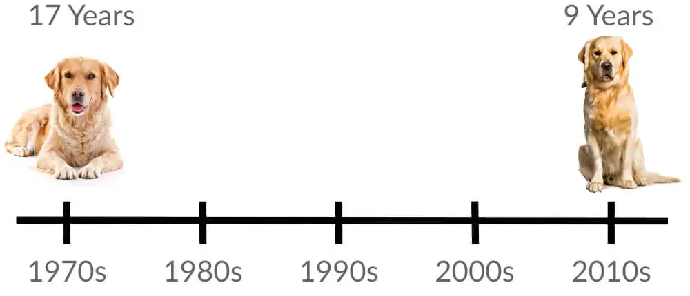Life Expectancy of Golden Retrievers In The Last 50 Years