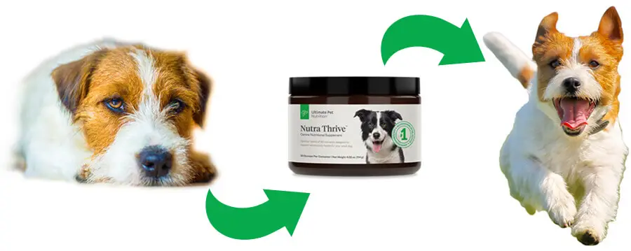 Probiotics effect on dogs