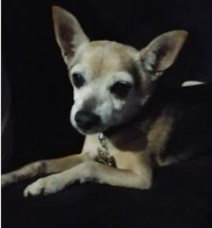 17 yr old chihuahua