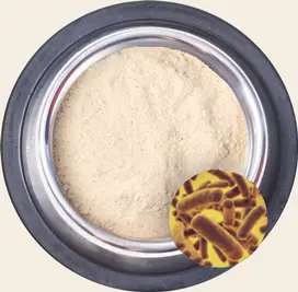 Probiotic & Enzyme Blend