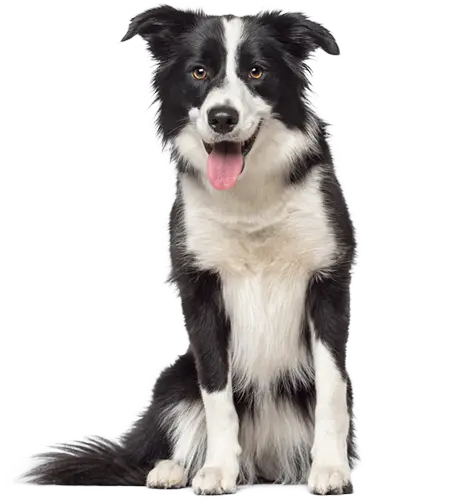 Border Collie Dog