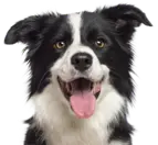 Border Collie Dog