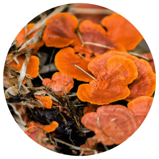 Superfoods Blend