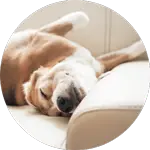 Dog sleeping in confort