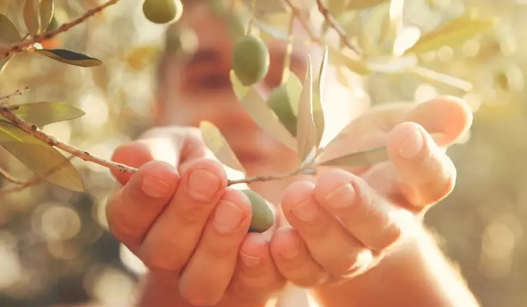 olive