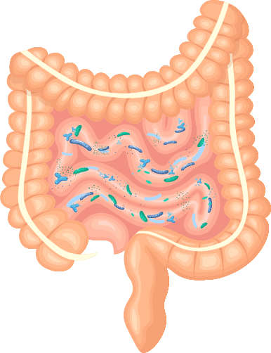 Healthy gut