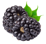 blackberries image