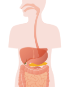 digestive