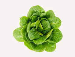 Spinach